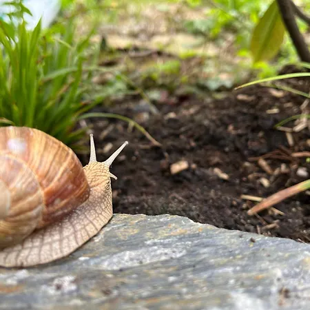 Fehaus Weltwald Harz Lejlighed
